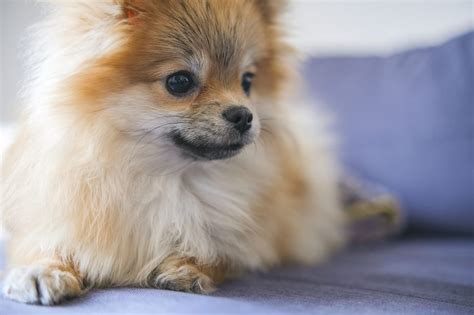 Pomeranian Dog Breed Characteristics Care And Photos Bechewy