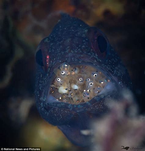 A Very Modern Male Of The Sea The Cardinal Fish Is Left To Look After