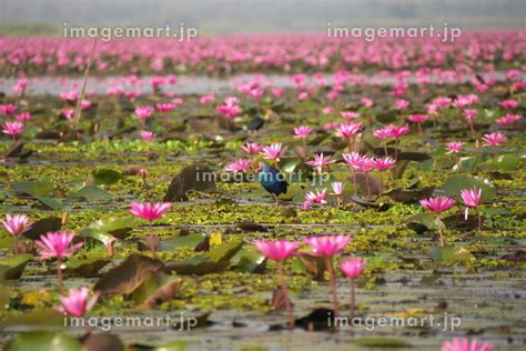 タイ ノンハン湖 タレーブアデーンの写真素材 149763407 イメージマート