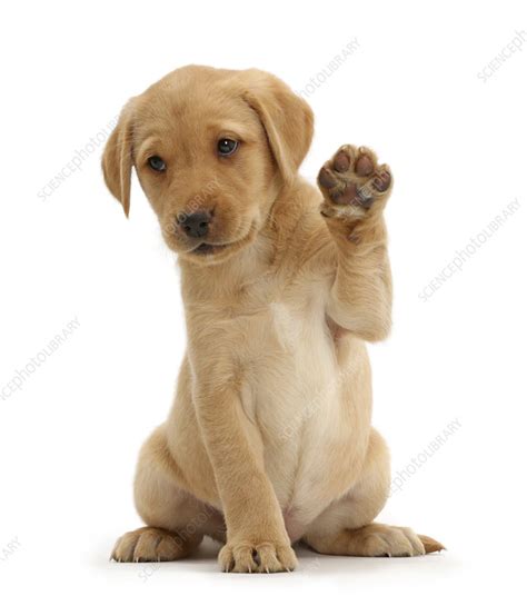 Yellow Labrador Retriever Puppy 8 Weeks Old Stock Image C0428174