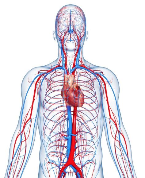 Sistema Circulatório Humano Anatomia Do Sistema Cardiovascular Resumo