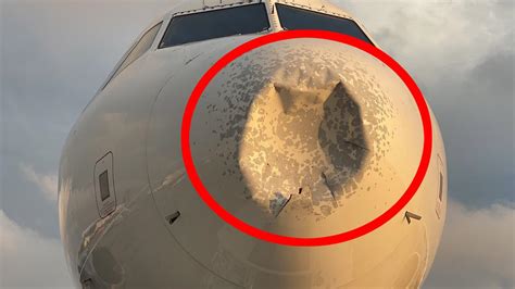 Photos Reveal How Much Damage Occurs When Planes Hit Birds Daily