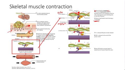 Steps Of Muscle Contraction Diagram