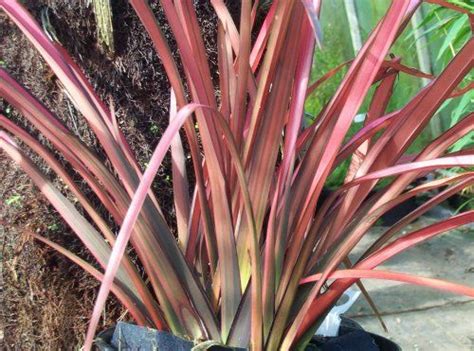 Big trees, small trees, sitting in the shade trees, blossom trees, weeping trees, native trees, fruit trees, nut trees and trees that just simply please. phormium maori maiden - Google Search | New zealand flax, Plants, Grass