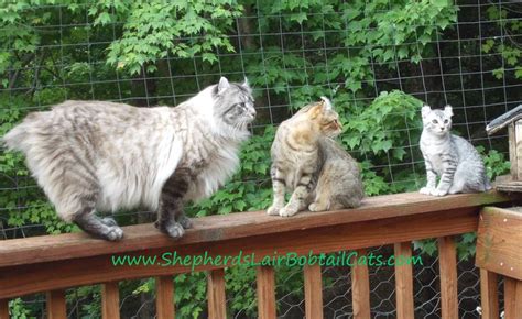 Highland Lynx Cats From The Shepherds Lair In Virginia King Snow
