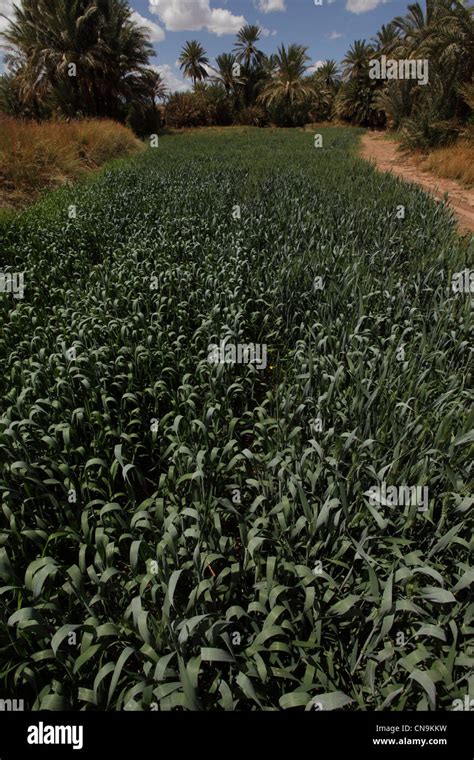 Barley Crop Growing In An Oasis Southern Draa Valley Morocco Stock