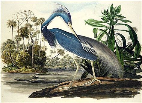 John James Audubon Louisiana Heron Painting Framed Paintings For Sale