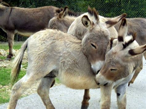 25 Cute Donkeys That Will Put A Smile On Your Face Bouncy Mustard