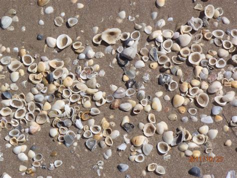 Cactus flower interiors darbojas iepirkšanās, iekštelpu dekorācijas aktivitātēs. Shells on South Padre Island, TX 10/2012 | South padre ...