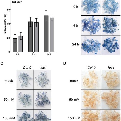 Salt Stress Induced Lipid Peroxidation Cell Death And Ros