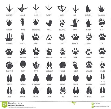 Related Image Animal Tracks Animal Footprints Footprint