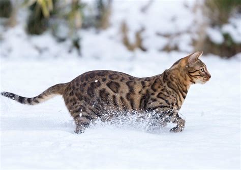 15 Things You Didnt Know About The Bengal Cat Yummypets