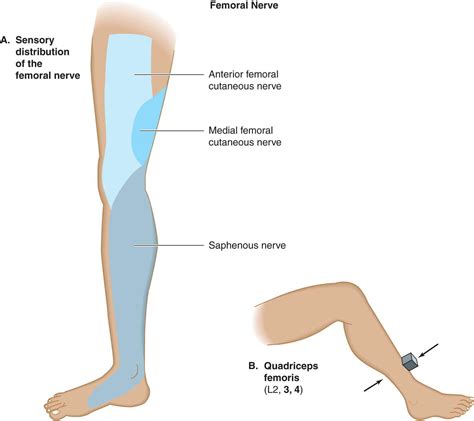 Lateral Femoral Cutaneous Nerve Distribution