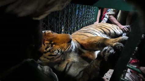 Royal Bengal Tiger That Swam Across Brahmaputra Rescued Sent To