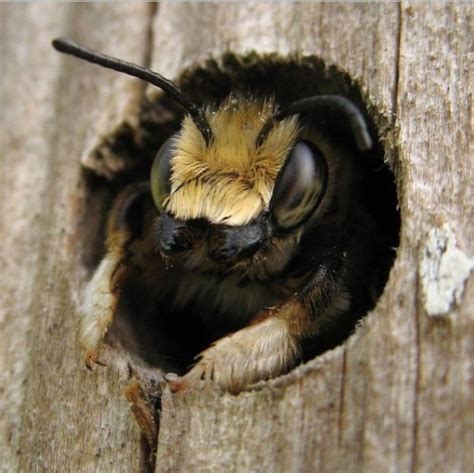 Fuzzy Bee Animals Bee Cute Animals