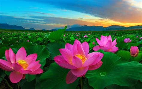 Flower Pictures Pink Flowers And Green Leaves Traditional Flowers In China Lotus Wallpaper Hd