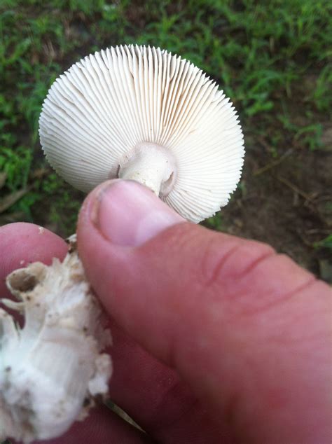 S Alabama Identification Mushroom Hunting And Identification