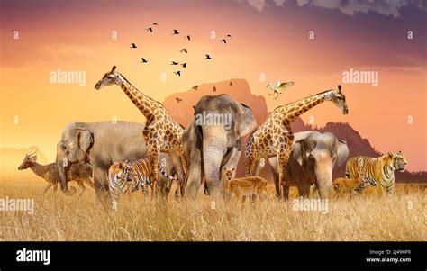 Elephant And Giraffe Together High Resolution Stock Photography And