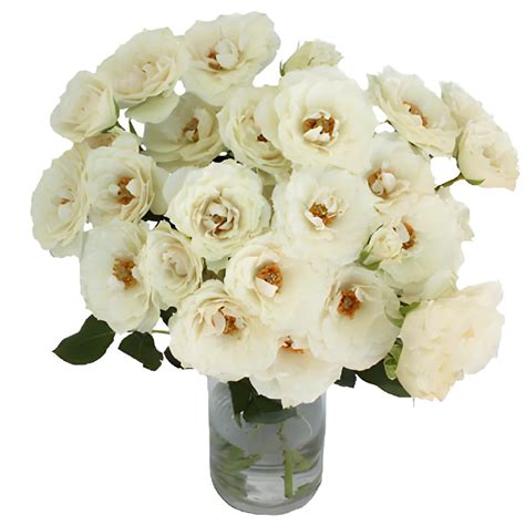 White Cloud Spray Garden Roses Wholesale Rose Fiftyflowers