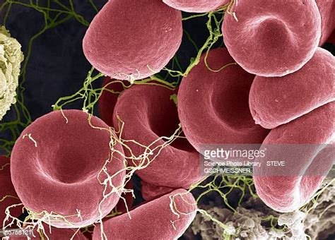 Red Blood Cell Micrograph Photos And Premium High Res Pictures Getty
