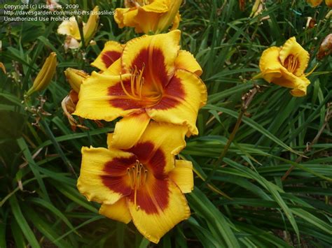Plantfiles Pictures Daylily Justin S Riff Hemerocallis By Lisaslilies Hot Sex Picture