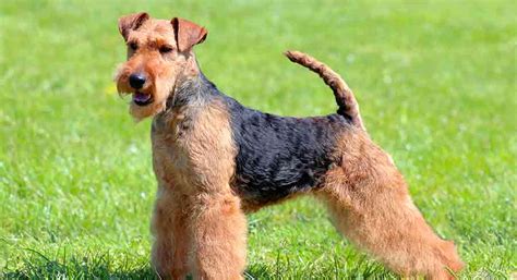 welsh terrier dog breed information  complete guide
