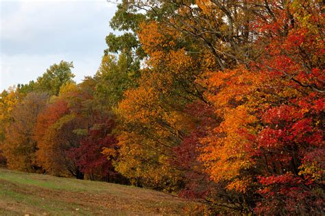 Taken Last Fall Along The Blue Ridge Parkway In Virginia Tree Forest