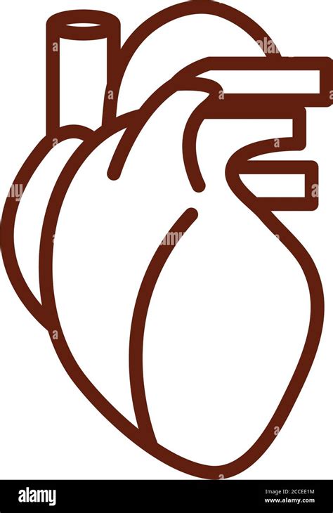 Human Body Heart Veins Anatomy Organ Health Line Icon Style Vector
