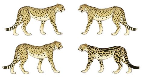 There is so much variation in size between individuals of the same cat species, between sexes, between different parts of their range, and between subspecies. All Cheetah Species - Species List - YouTube