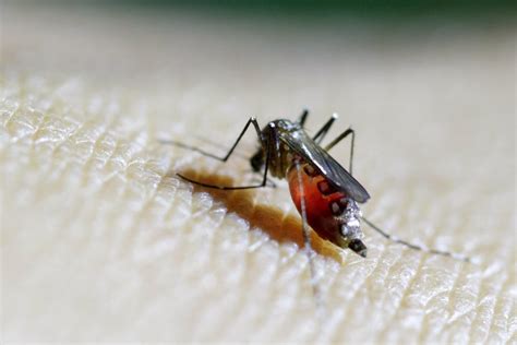 Female Aedes Aegypti Mosquito Is Seen On A Health Technician In