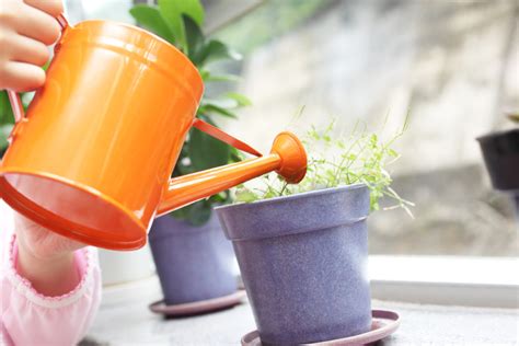 9 Easy Ways To Water Plants While On Vacation