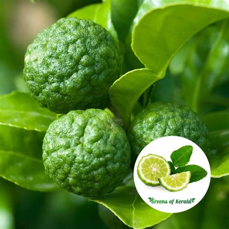 Buy Kaffir Lime Makrut Lime Layer Fruit Plant Greens Of Kerala