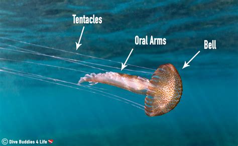 Jellyfish Anatomy