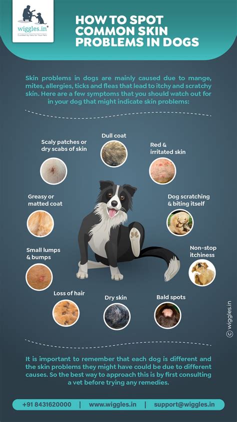 How To Spot Common Skin Problem In Dogs Dog Skin Problem Dog Skin