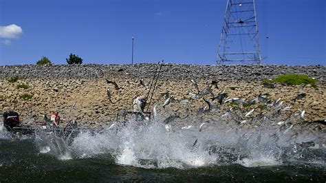 tva proposing 10 barriers to limit spread of asian carp chattanooga times free press