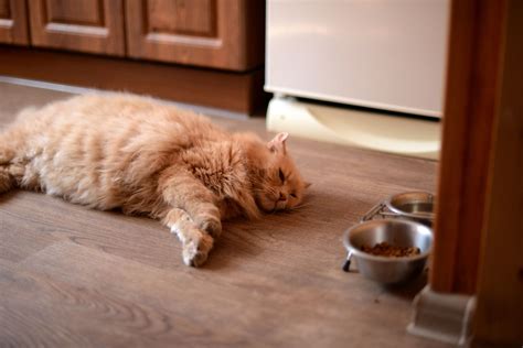 When your cat turns up its nose at its food, it's not always typical cat behavior. 8 Reasons Why Your Cat Is Not Eating