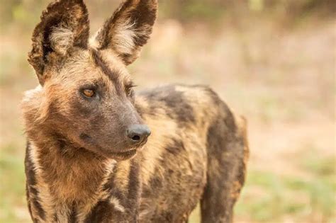 Why Are African Wild Dogs Going Extinct