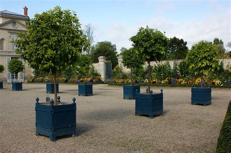 Citrus In Versailles Boxes Garden Styles French Garden Outdoor Planters