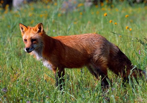 50 Best Wildlife Photography To Get Inspire