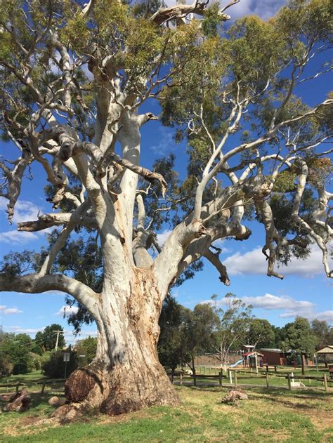 River Red Gum Eucalyptus Camaldulensis Growing Near The Town Of