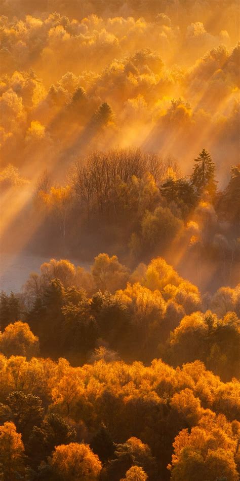 Download Sun Lights Autumn Trees Nature 1080x2160 Wallpaper Honor