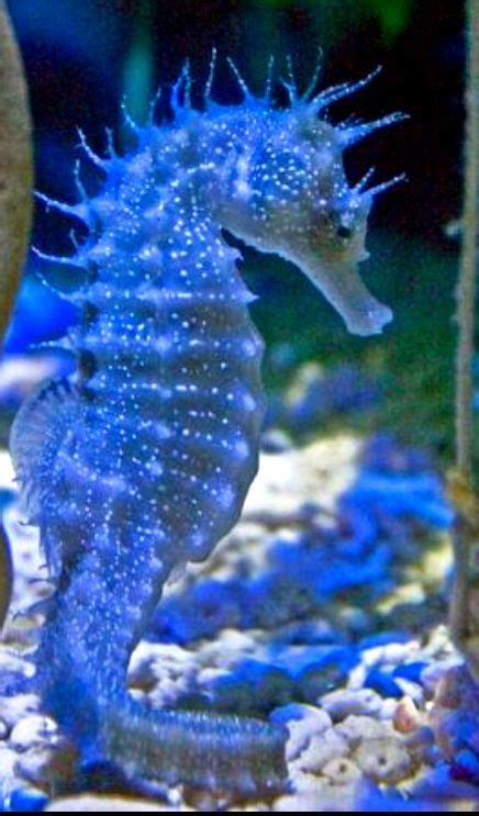 To See A Seahorse In The Wild In The Ocean Rather Than