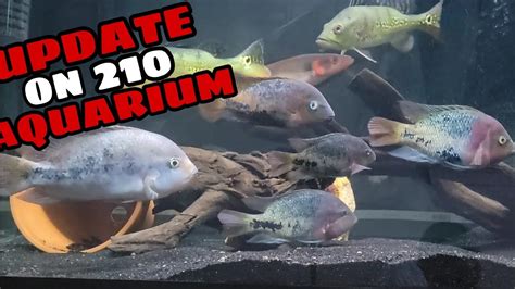 Update On The 210 Gallon Aquarium Youtube