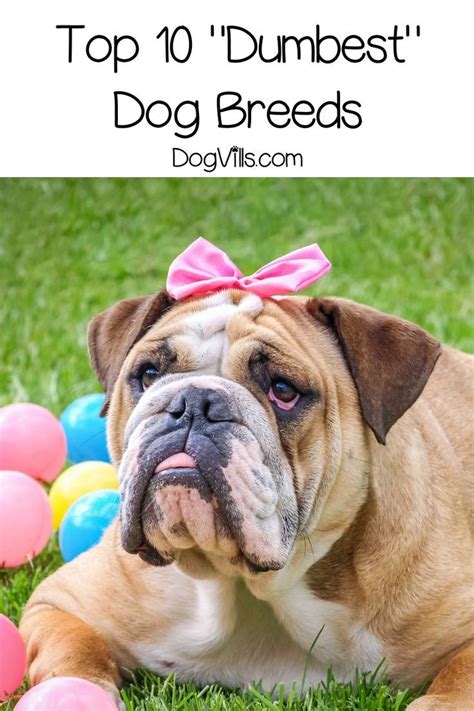 10 Dumbest Dog Breeds Is Your Dog On The List Dumb Dogs Bulldog