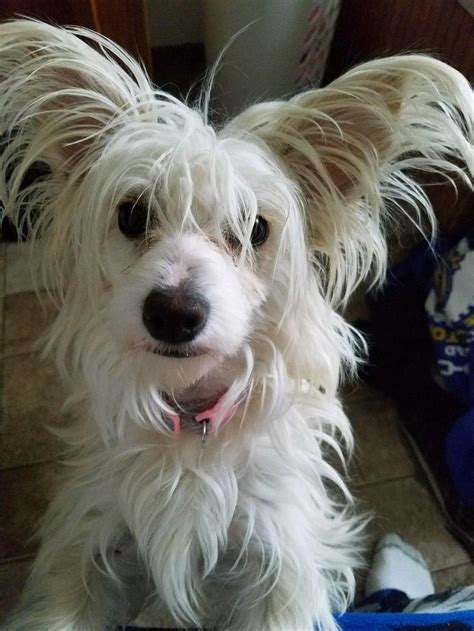 Mitzy The Chinese Crested Powder Puff Chinese Crested Powder Puff