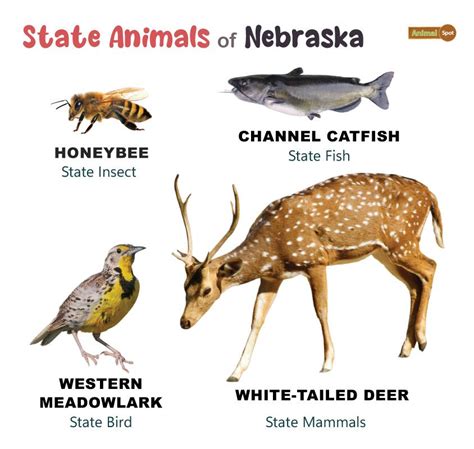List Of Animals That Live In Nebraska With Pictures