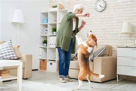 Basic Dog Commands How To Teach A Dog To Sit Stay And More Dog Care