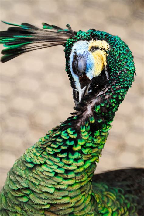 The peacock is first mentioned in the bible in the time of solomon. Verde.....hermoso... | Aves de colores