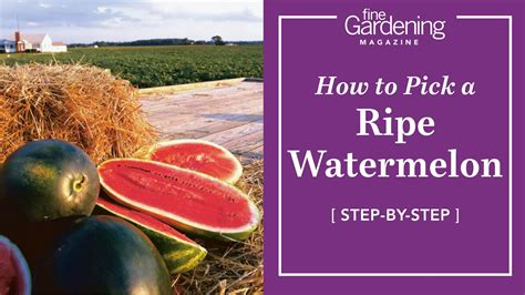 how to pick a ripe watermelon youtube