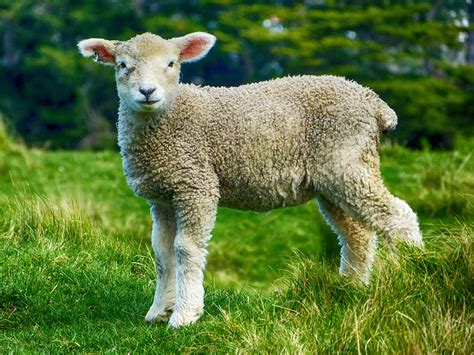 Free Image On Pixabay Lamb Sheep Cute Farm Animal She